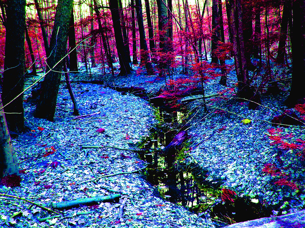 Strangely coloured forest scene with pink leaves on the trees and blue undergrowth. A creek runs through it.